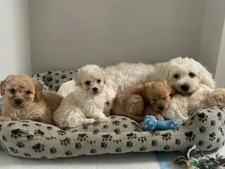 Cavapoo dogs Beautiful Cavapoo puppies 🐶 - Advert 9