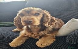Cocker Spaniel dogs for sale: 1 year old cocker spaniel PLEASE READ! - Image 2