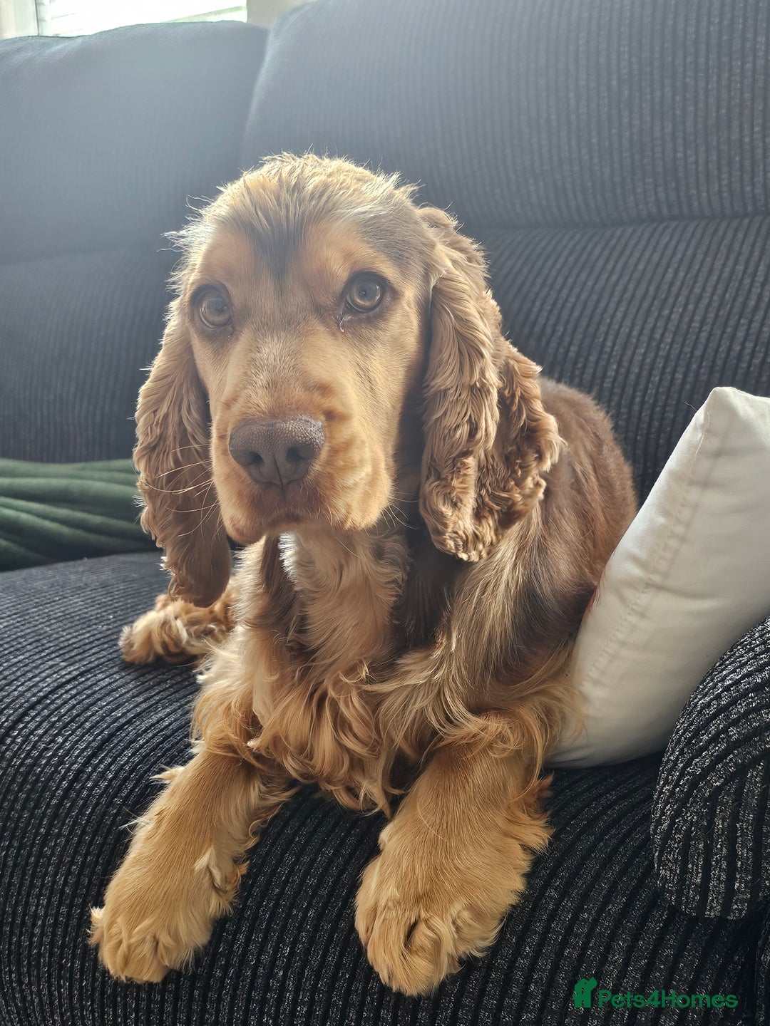 Cocker Spaniel dogs for sale: 1 year old cocker spaniel PLEASE READ! - Image 2