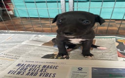 Whippet dogs for sale: The best puppies ever! - Image 17