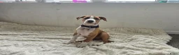 Mixed Breed dogs for sale: Ridgeback/American terrier/ english bulldog mix  in Coventry - Advert 16