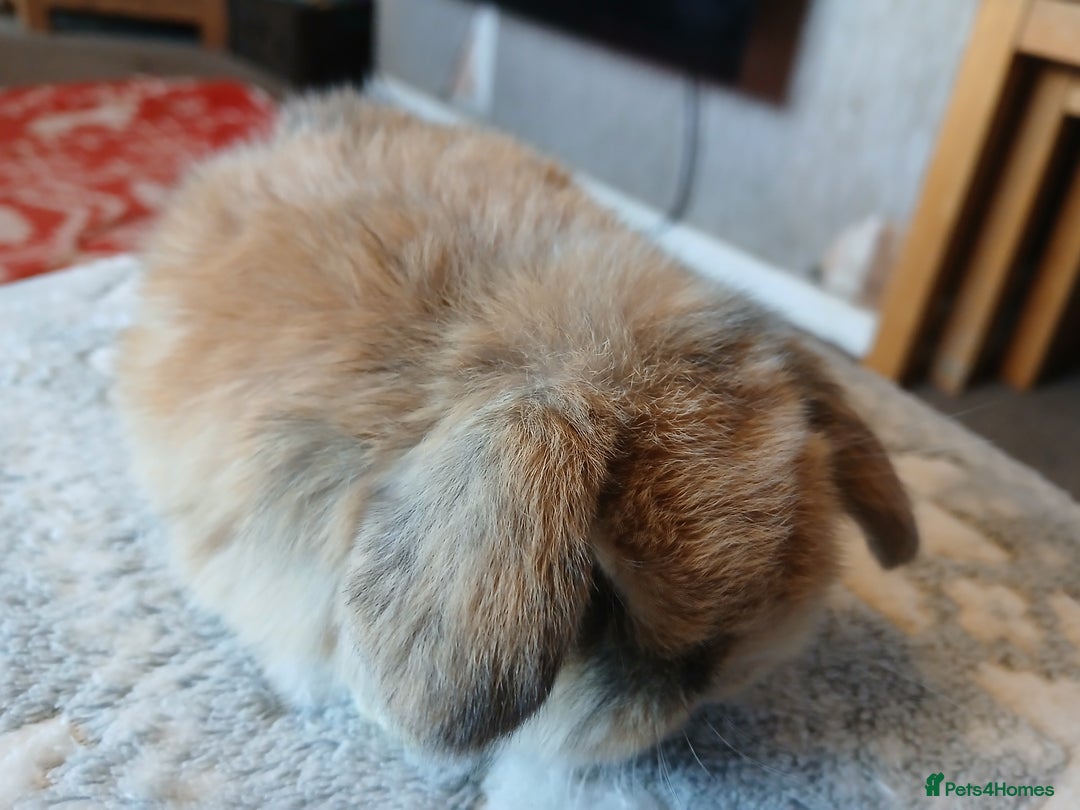 Mini Lop rabbits for sale: Stunning pure bred mini lops RTR - Advert 6