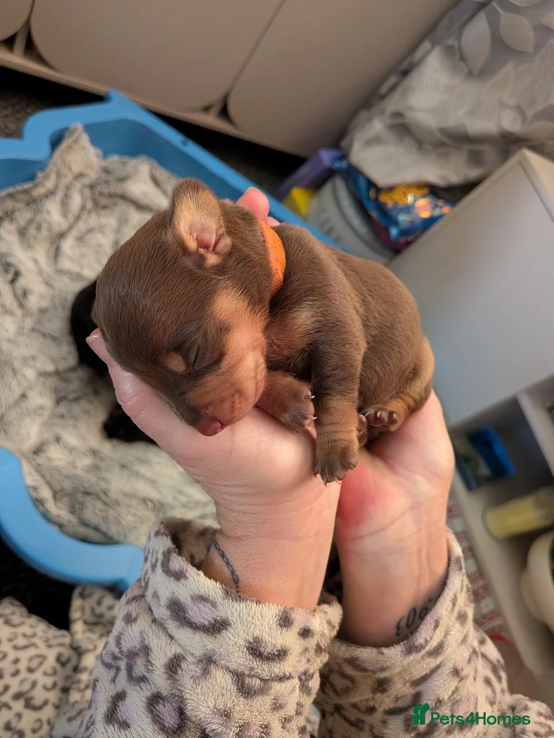 Dachshund dogs for sale: 5 Dachshunds for sale  - Advert 3