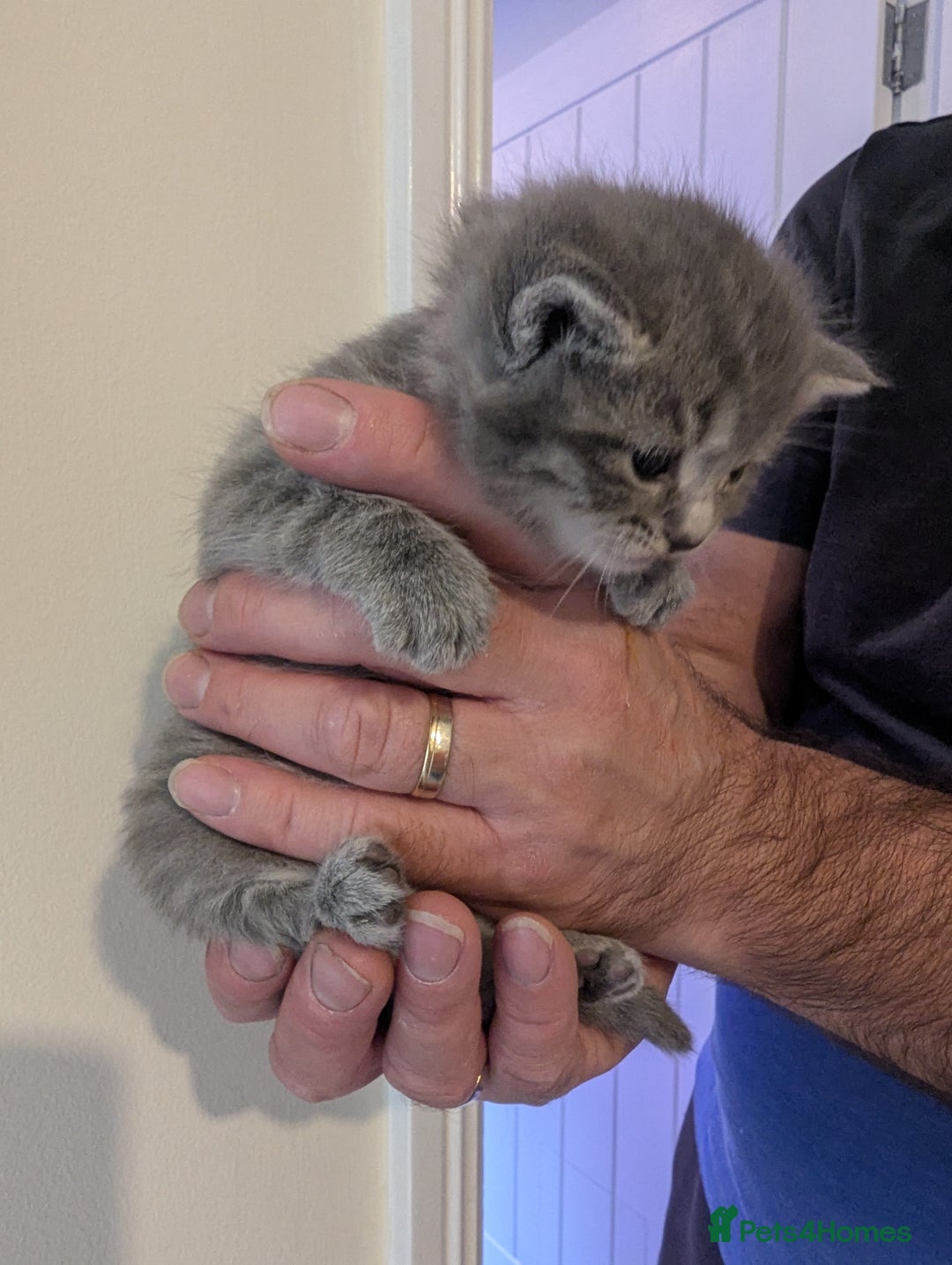 Mixed Breed cats for sale: Beautiful grey silver tabby kittens, ragdoll X Mum - Advert 14