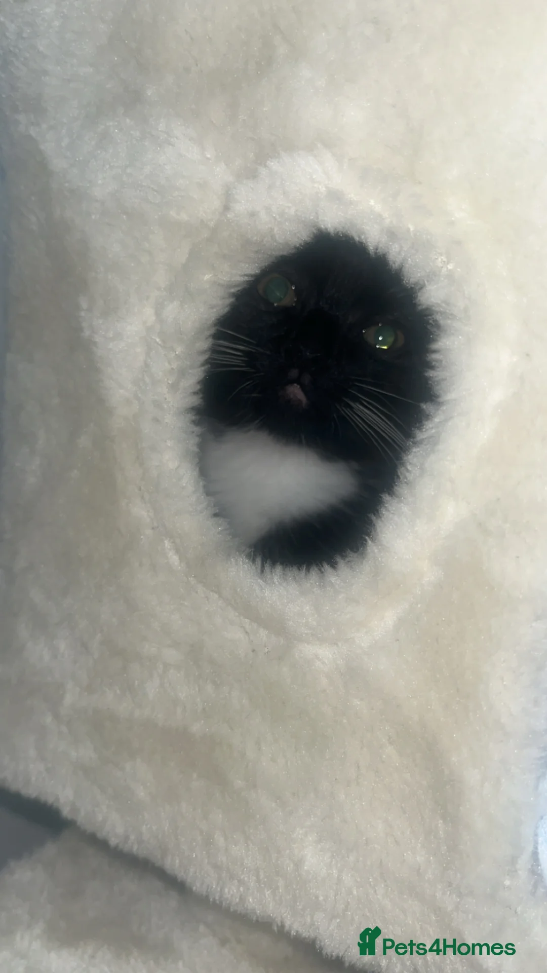 Mixed Breed cats for sale: male kitten for sale - Advert 4
