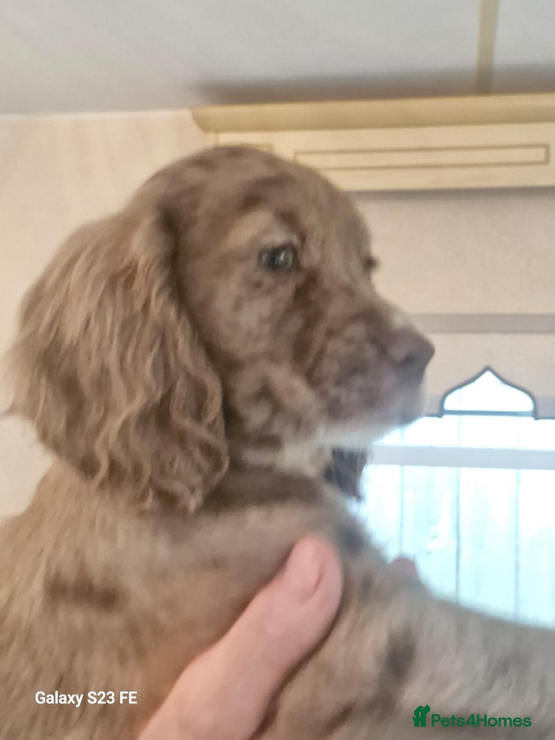 Cocker Spaniel dogs for sale: Cocker Spaniel puppies  - Image 10
