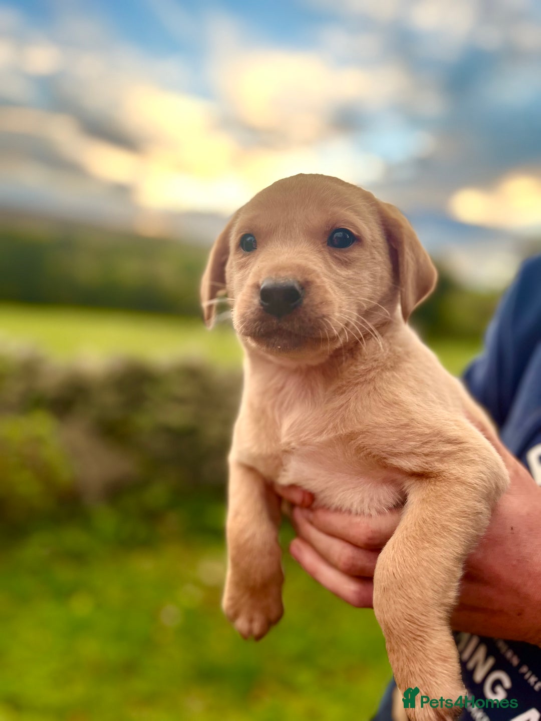 Labrador Retriever dogs for sale: Working Labrador’s  - Image 3