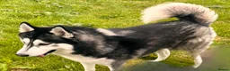 Siberian Husky dogs for stud: Husky Stud Available Exceptional Temperament in Blackburn - Advert 2