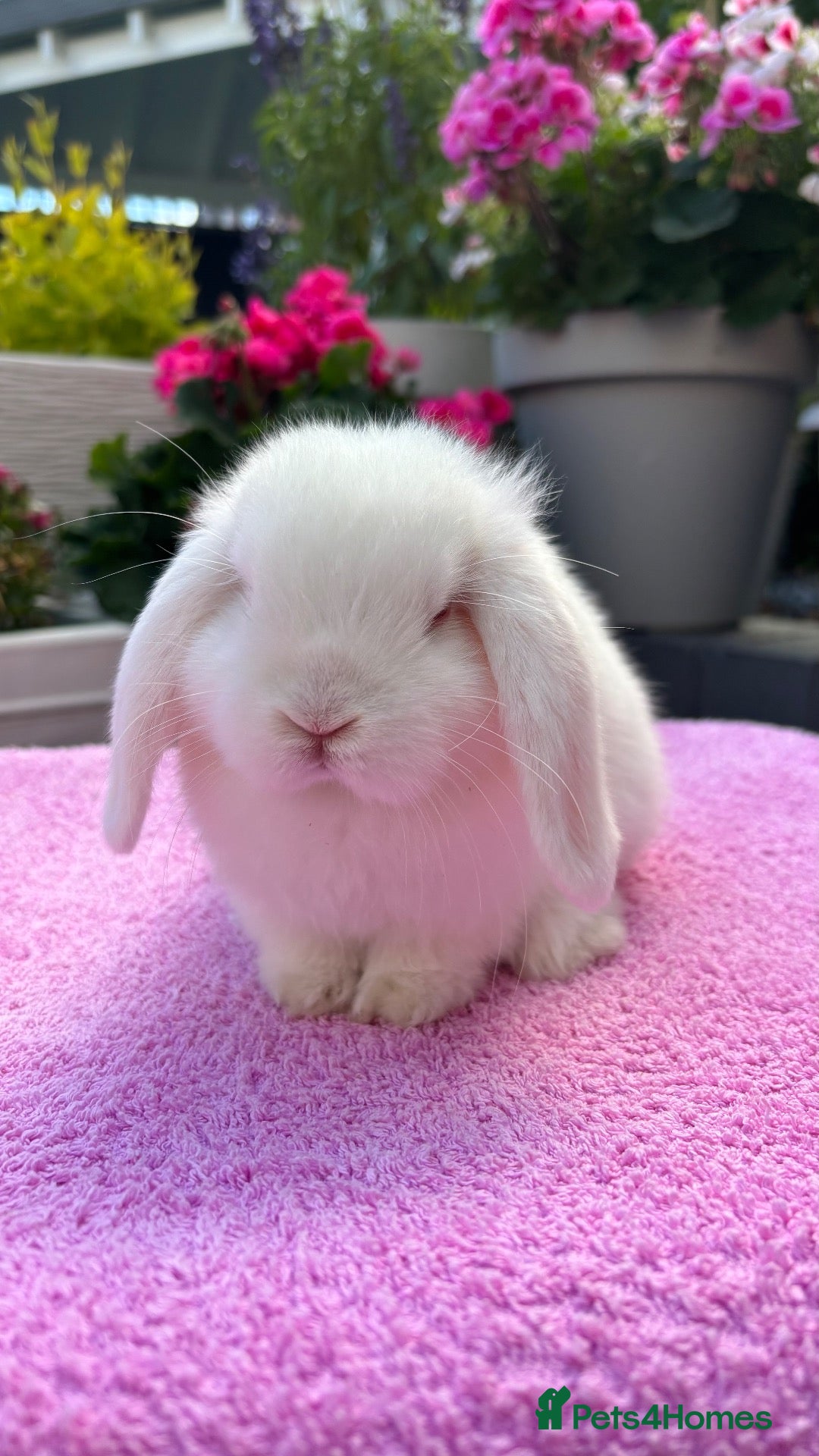 Mini Lop rabbits Gorgeous Pure Bred Baby Mini Lop Girl - Advert 1