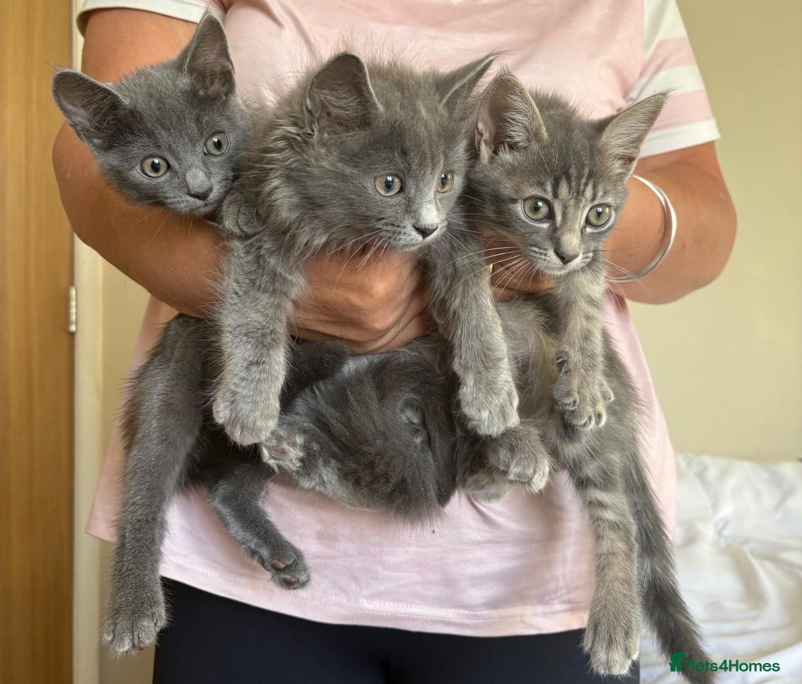 Mixed Breed cats Beautiful blue kittens - Advert 9