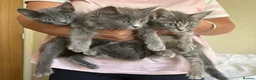 Mixed Breed cats for sale: Beautiful blue kittens in Salisbury - Advert 1
