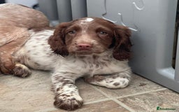 Cocker Spaniel dogs for sale: Beautiful cocker spaniel pups  - Image 3
