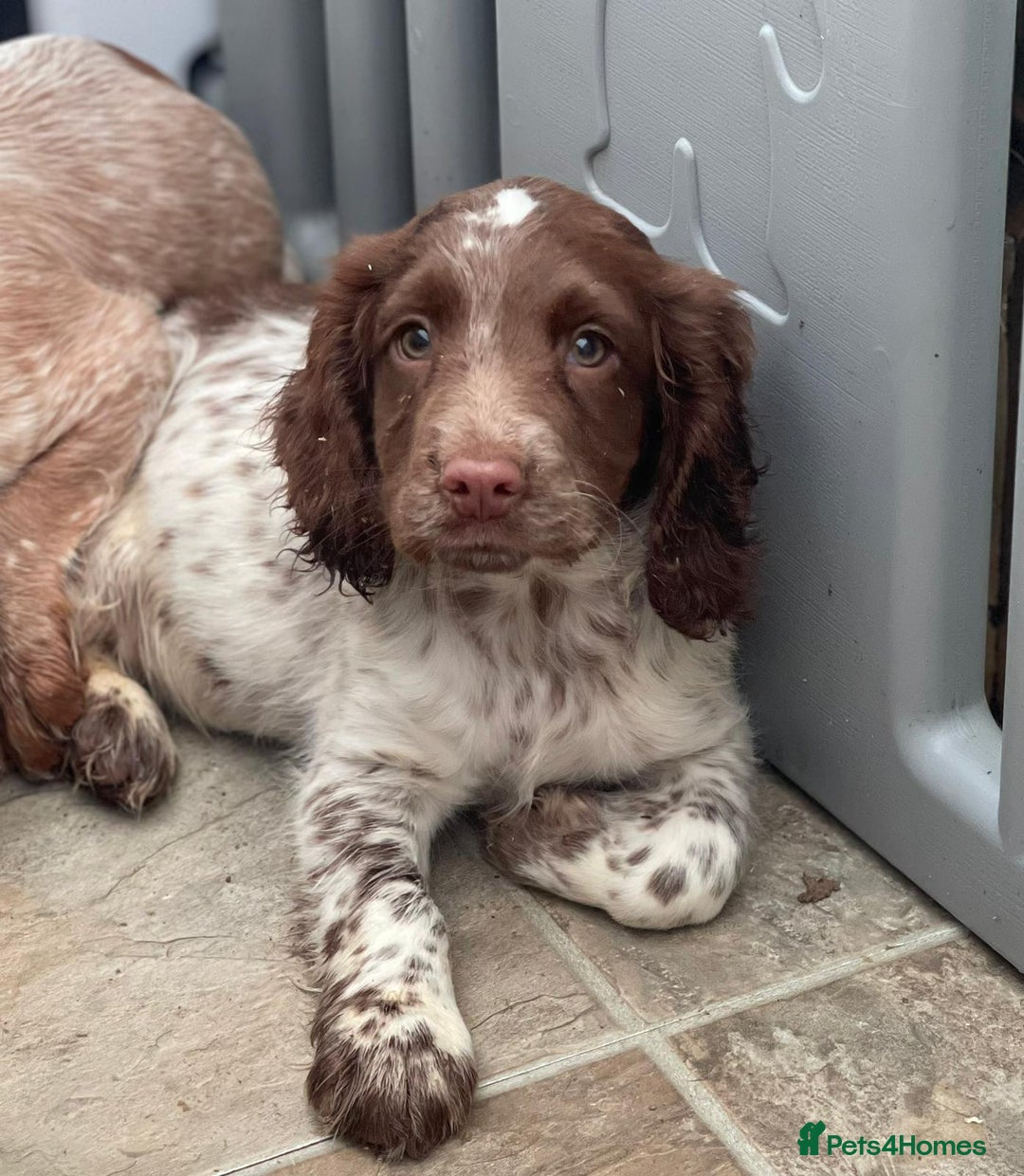 Cocker Spaniel dogs for sale: Beautiful cocker spaniel pups  - Image 3