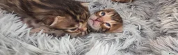 Bengal cats for sale: 🐾 Our beautiful Bengal kittens are now ready in Leicester - Advert 9