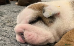 English Bulldog dogs for sale: Champion Rosebull Ralph Mystyle puppies - Image 6