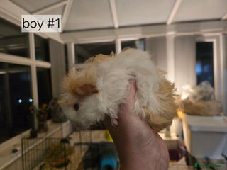 Guinea Pig rodents - Advert 9