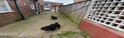 Patterdale Terrier dogs for sale: Patterdale terriers - Advert 3