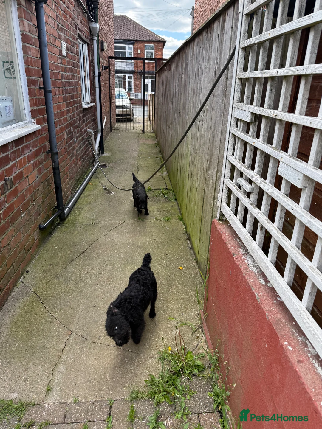 Patterdale Terrier dogs for sale: Patterdale terriers - Advert 3