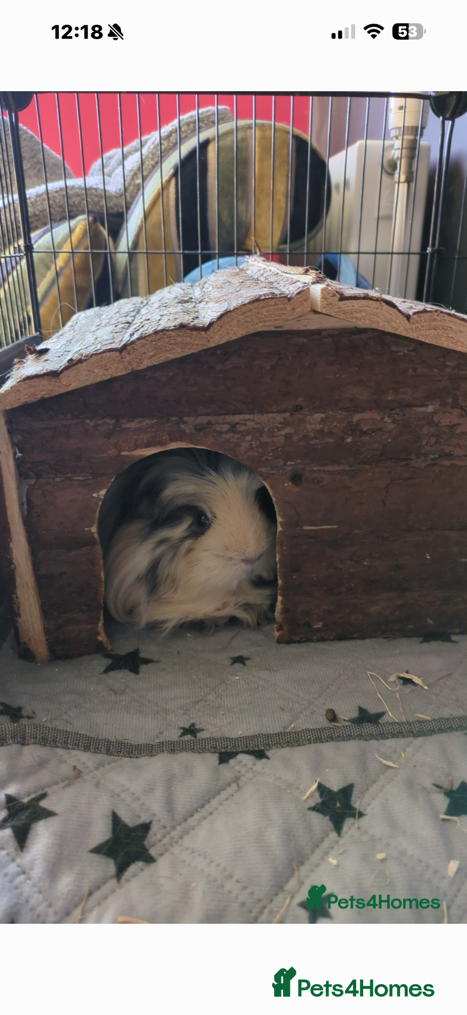 Guinea Pig rodents 4 sisters guinea pigs - Advert 1