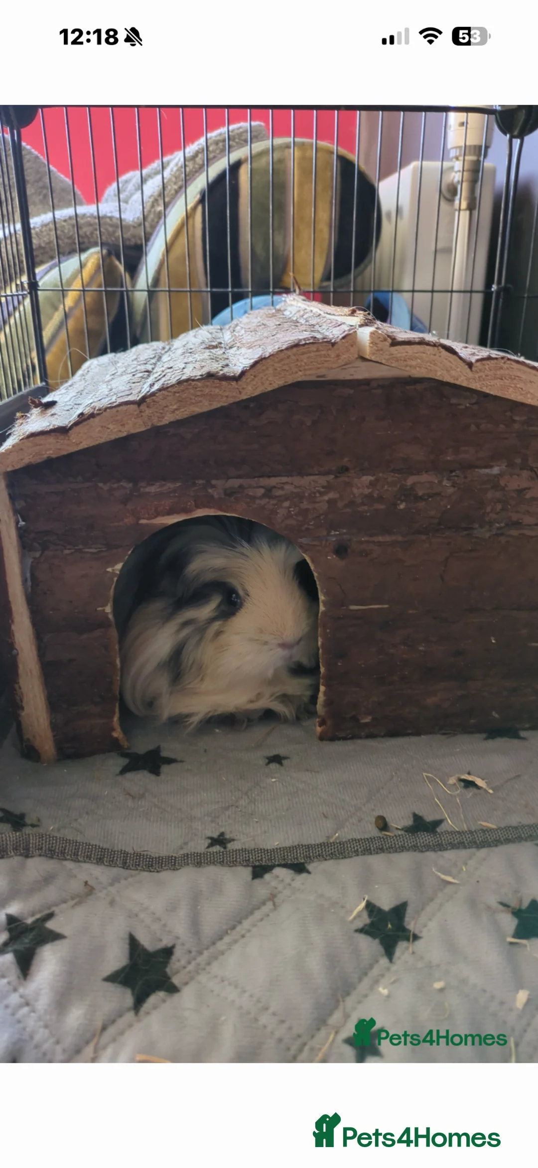 Guinea Pig rodents for sale: 4 sisters guinea pigs - Advert 1