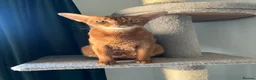 Abyssinian cats for sale: Gorgeous Abyssinian girl  - Advert 3
