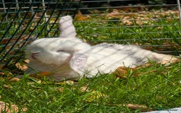 Mini Lop rabbits for sale: Monty and Muffin  - Image 9