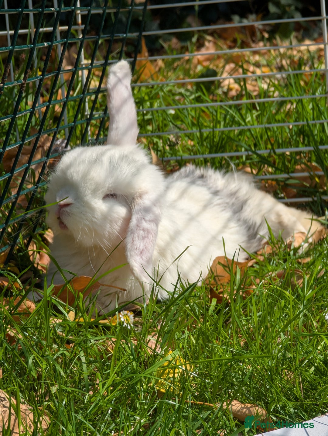 Mini Lop rabbits for sale: Monty and Muffin  - Image 9