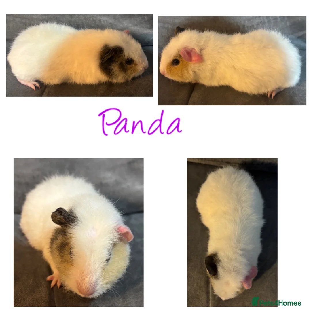 Guinea Pig rodents for sale: Baby Guineapigs x4 girls x2 boys- ready now - Advert 6