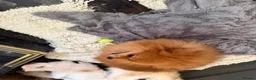 Pomeranian dogs for sale: Tiny Pomeranians  - Advert 6