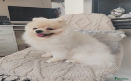 Pomeranian dogs for sale: Pure breed Pomeranian boy and girls  in London - Image 21
