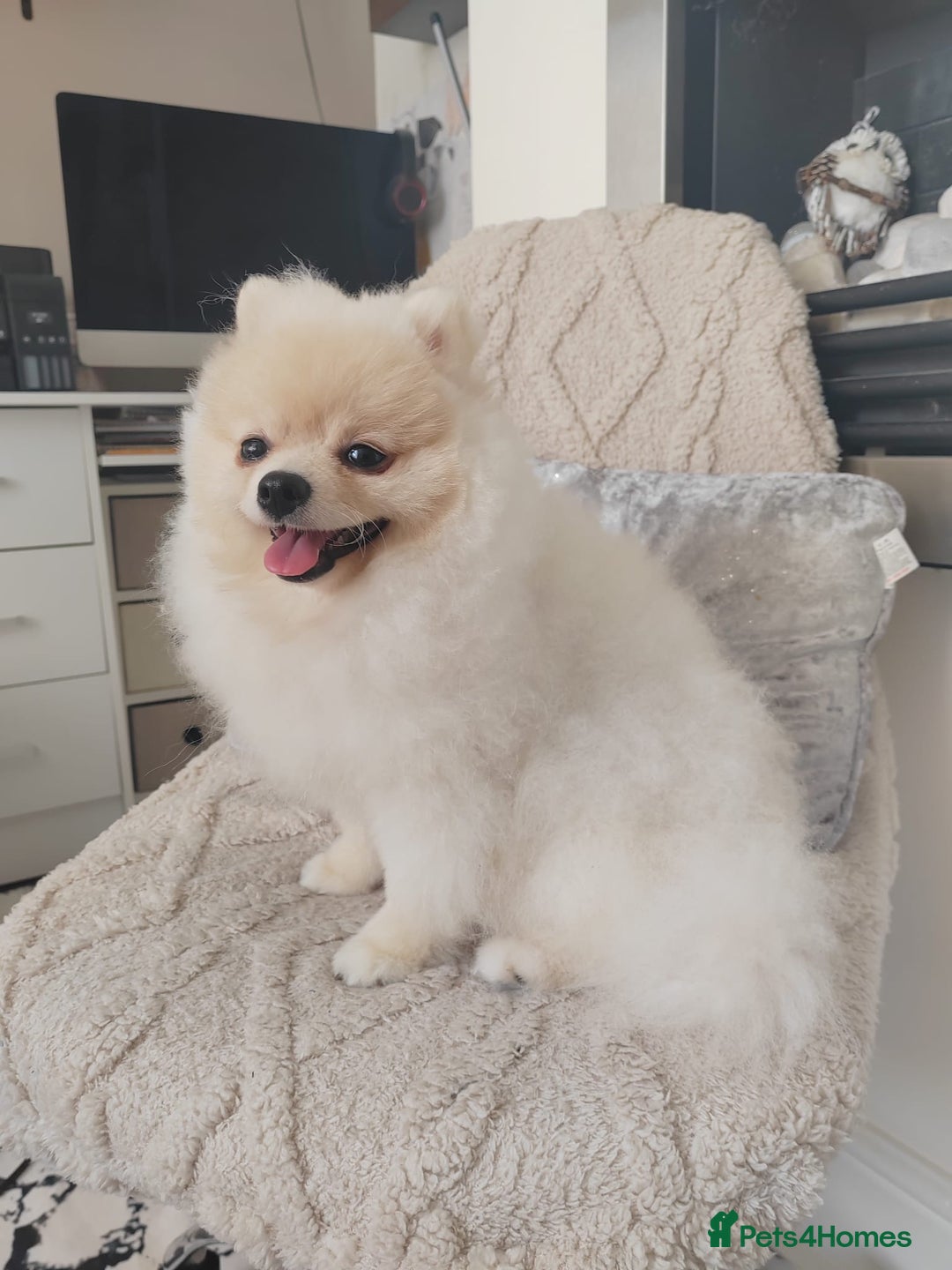 Pomeranian dogs for sale: Pure breed Pomeranian boy and girls  in London - Image 21