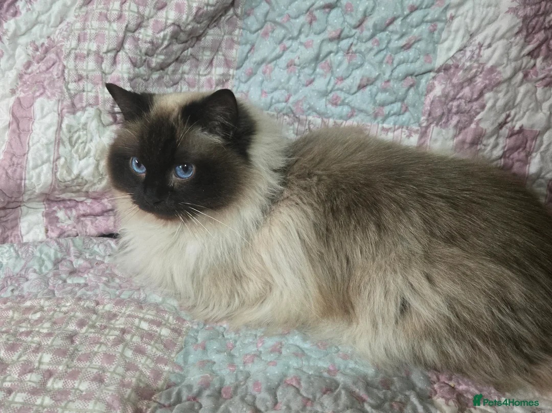Ragdoll cats for sale: 3 year old Ragdoll girl  - Advert 3