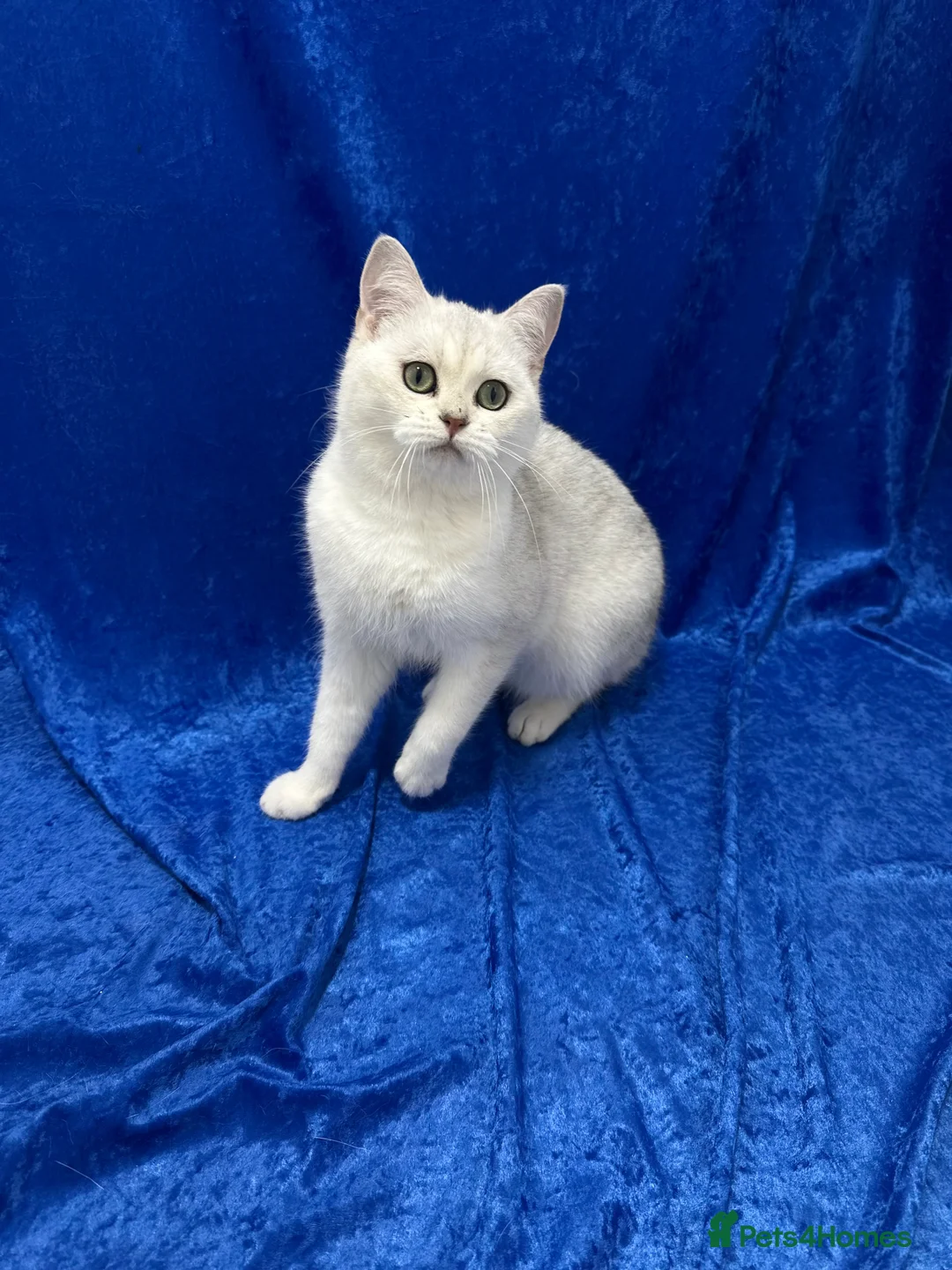 British Shorthair cats for sale: Active registered GCCF British short hair male  - Advert 12