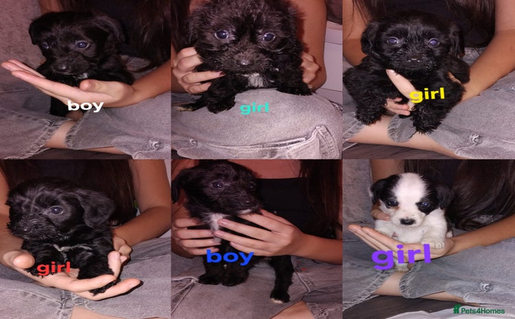 Jackapoo dogs - Advert 2