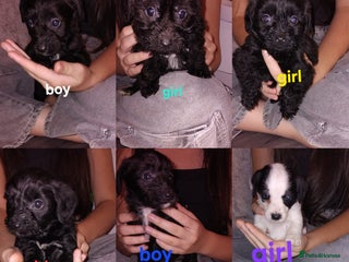 Jackapoo dogs for sale - Advert 1