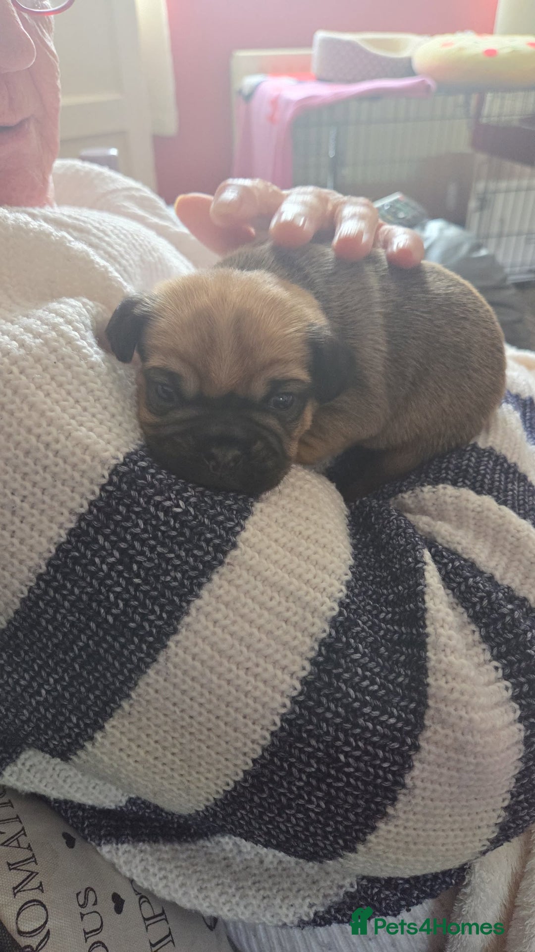 Frug dogs for sale: Frug pup - Image 1