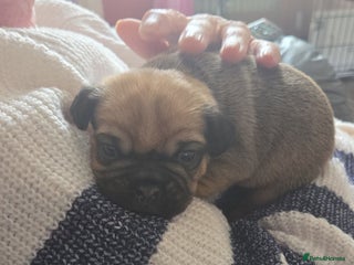 Frug dogs - Advert 4