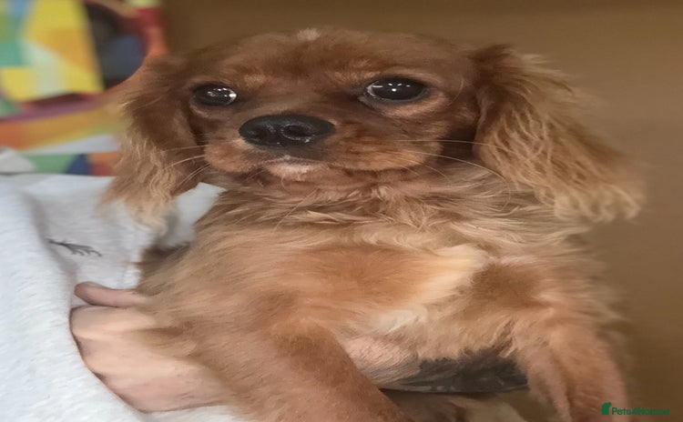 Cavalier King Charles Spaniel dogs - Advert 15