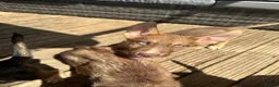 Shepsky dogs for sale: Stunning multi-coloured eyed puppies - Advert 34