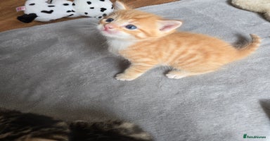 Mixed Breed cats - Advert 8
