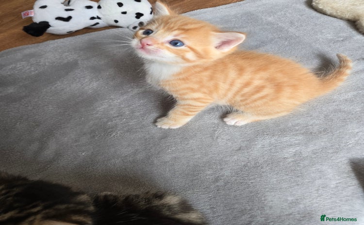 Mixed Breed cats - Advert 12