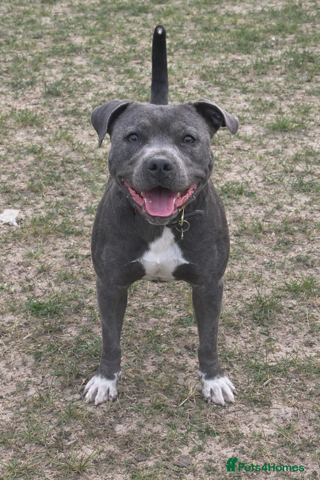 Staffordshire Bull Terrier dogs for sale: Geministaffs socks & Tilly (4⭐️ licensed breeders) - Advert 3