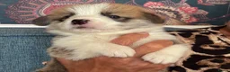 Welsh Corgi Pembroke dogs for sale: Hand reared Pembroke Corgis in Tenby - Advert 6