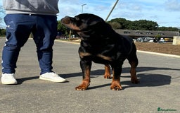 Rottweiler dogs for sale: 🏆Repeat breeding by No.1 Stud in the UK METAL!!🏆 - Image 6