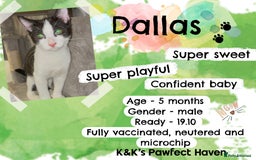 Domestic Shorthair cats for sale: Kittens and cats for adoption.  - Image 18