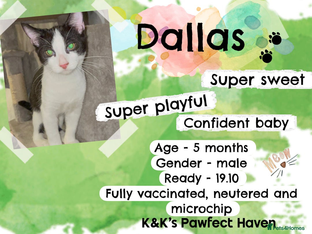 Domestic Shorthair cats for sale: Kittens and cats for adoption.  - Image 18