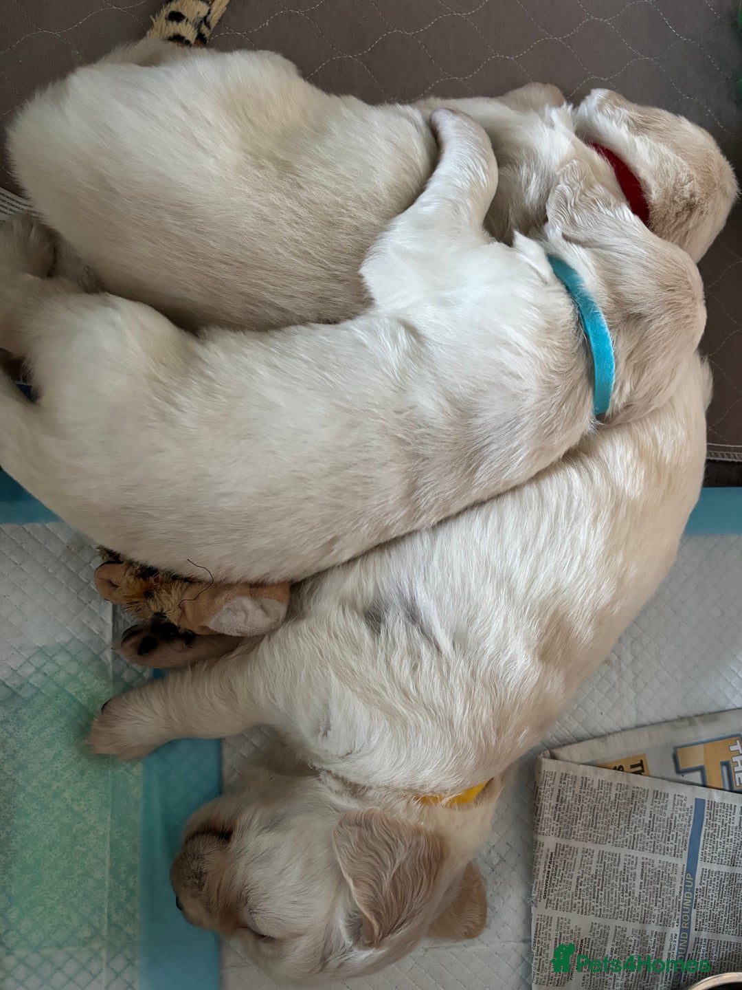Golden Retriever dogs for sale: 3 beautiful Golden Retriever puppies  - Image 17