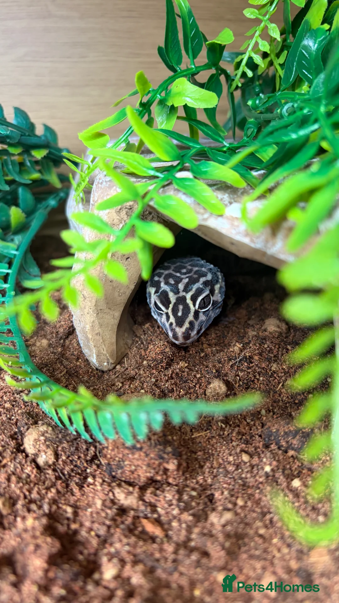 Gecko reptiles for sale: Female Leopard Gecko - Advert 3