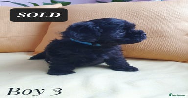Maltipoo dogs - Advert 6