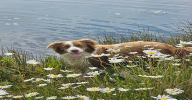 Border Collie dogs - Advert 7